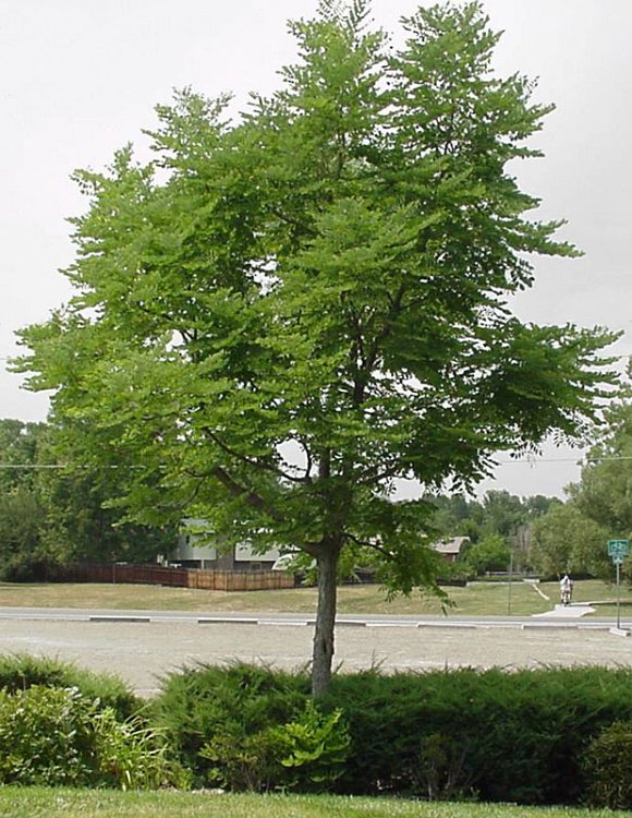 Kentucky Coffee Trees